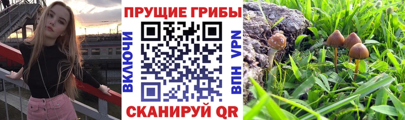 купить   Спас-Деменск  кракен tor  Галлюциногенные грибы GOLDEN TEACHER 